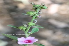 Urena lobata subsp. lobata